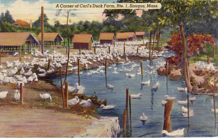 A painting of Carl's Duck Farm
