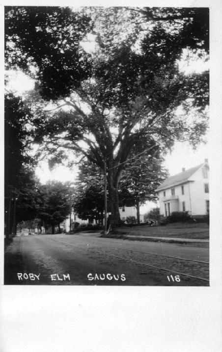 The Roby Elm